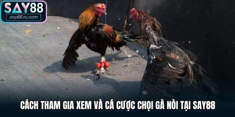 Cách tham gia xem và cá cược chọi gà nòi tại Say88 