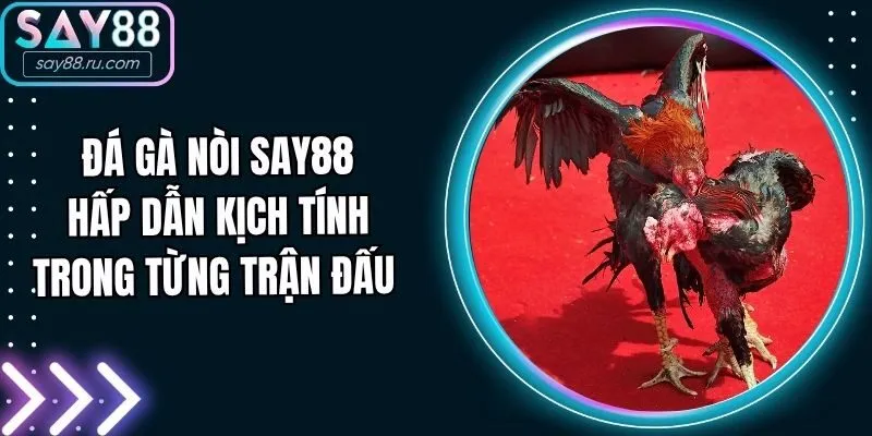 Đá Gà Nòi Say88 - Hấp Dẫn Kịch Tính Trong Từng Trận Đấu 