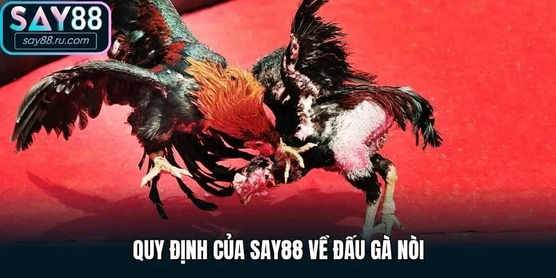 Quy định của Say88 về đấu gà nòi như thế nào? 