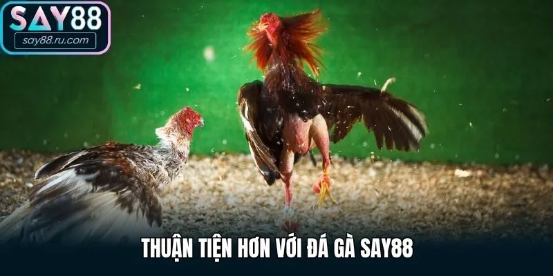 Thuận tiện hơn với đá gà Say88