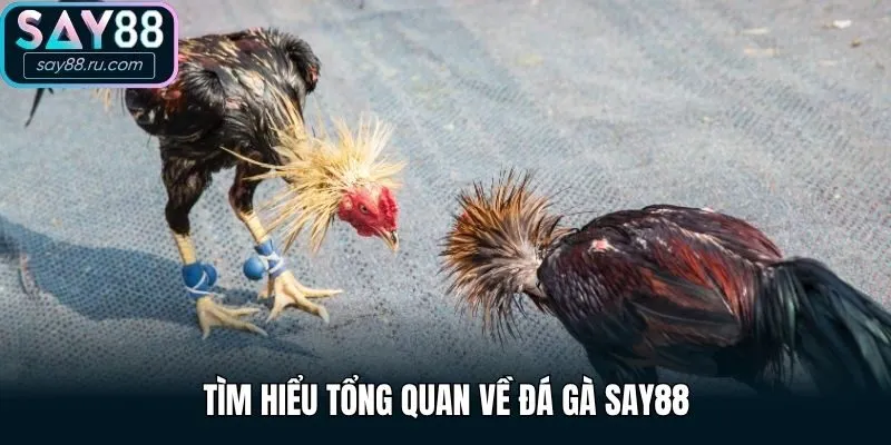 Tìm hiểu tổng quan về đá gà Say88